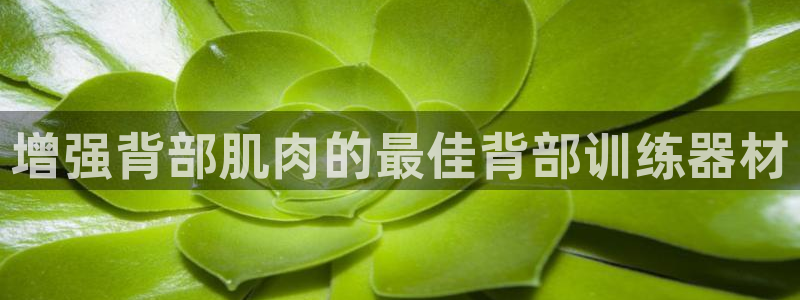 意昂体育3招商：增强背部肌肉的最佳背部训练器材