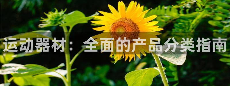 意昂体育3软件：运动器材：全面的产品分类指南